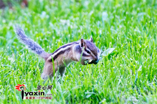 花鼠照片由帕瓦落地拍摄 地点为人民公园