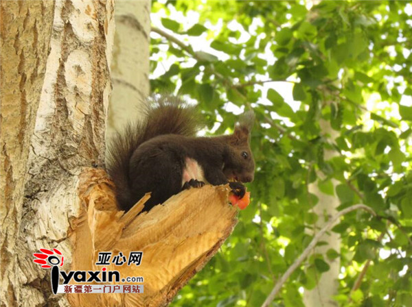 黑色松鼠为王传波提供 该松鼠为阿勒泰亚种 拍摄地点为阿勒泰