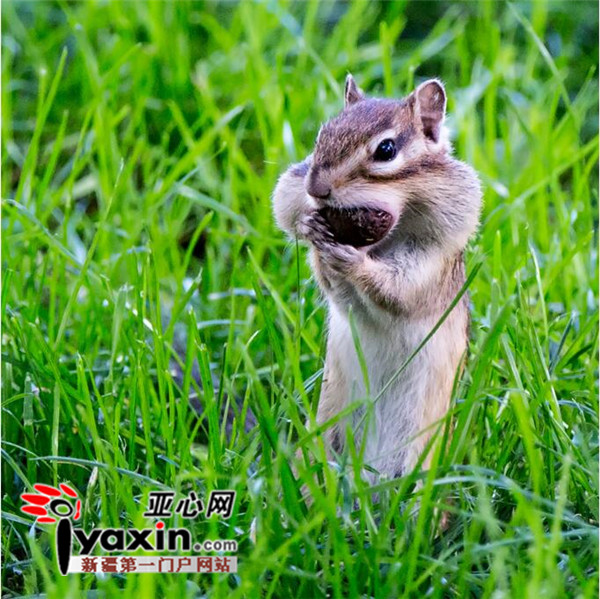 花鼠照片由帕瓦落地拍摄 地点为人民公园