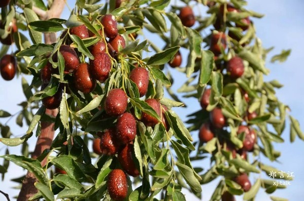 若羌红枣