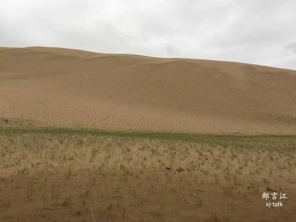 沙漠中长出绿草