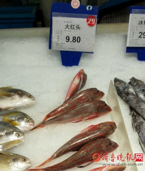 服不服:青岛红头鱼坐车到济南,价格涨十倍!