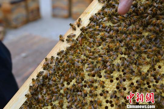 王亞東的養蜂事業蒸蒸日上　冉德強　攝