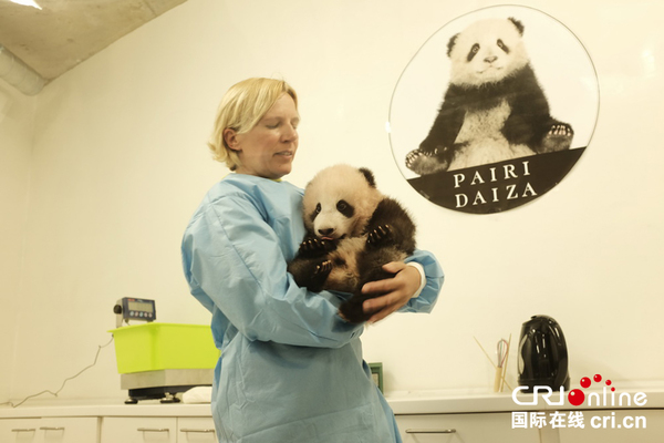 饲养员将新生大熊猫“天宝”抱出“婴儿床”