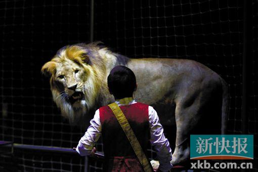 ▲小冈察从小跟狮子一起玩大,从2岁时候的懵懵懂懂,到现在已经慢慢喜欢上了狮子,而且立志要跟父亲一起把雄狮军团发展成家族事业去继承。