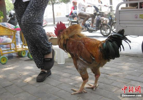 日本动物园雄鸡多次幸运生还被任命为交警队长 手机凤凰网