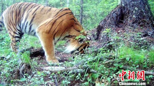 图为红外相机拍摄到的野生东北虎。　黑龙江省林业厅提供摄