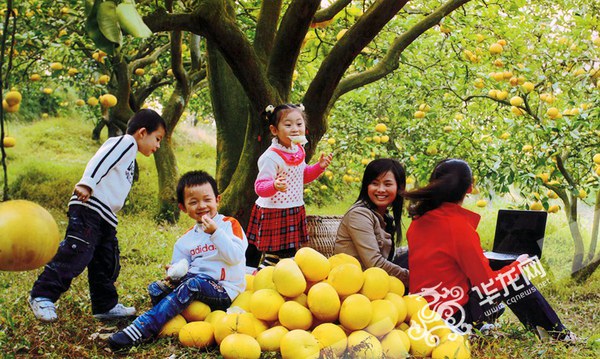 游客在柚园体验采摘。梁平县农委供图华龙网发