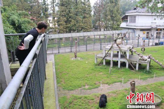 许魏洲现身四川龙桥黑熊救护中心探访月熊。何浠　摄
