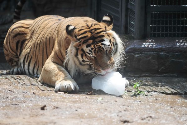 外媒:中国养殖场养老虎为取骨剥皮 还让狮虎杂