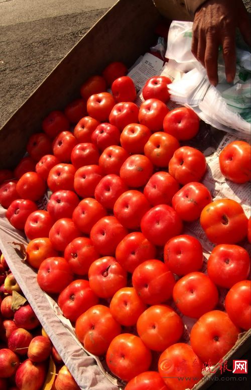 喝了蜜的柿子来了