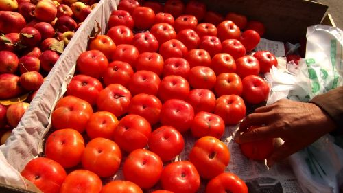 喝了蜜的柿子来了