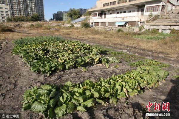 哈尔滨曾经最大体育场变“菜地” 破败不堪杂草丛生