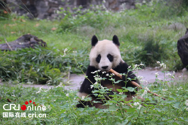 熊猫“海子”躲在花丛中吃竹子