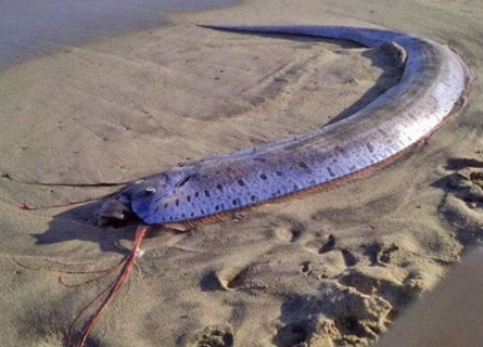 美国海面发现龙王鱼 体长4米水中畅游