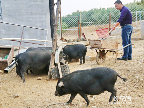 李宝存使用混合饲料喂猪。通讯员 供图