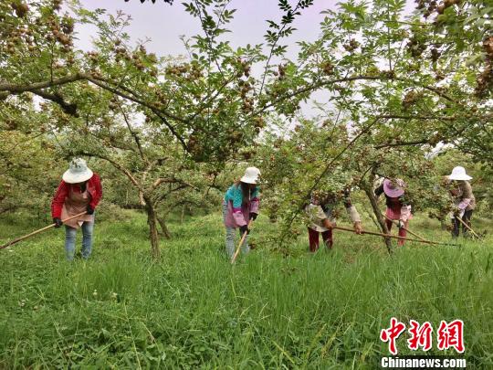 贵州西秀区,农民在自家流转土地上为企业打工,实现不离土不离乡就业。 杨云 摄
