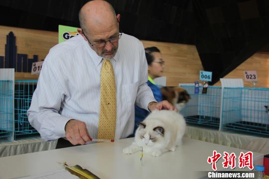 图为正在评审的参赛猫咪。　蒋青琳　摄
