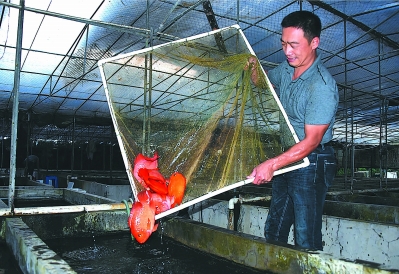 蔡林志伟用温泉养殖热带鱼。