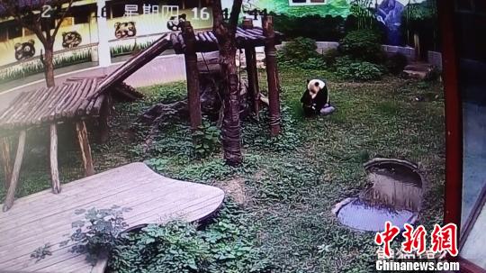 男子闯熊猫馆“约架”续：自己提裤逃脱 熊猫无恙