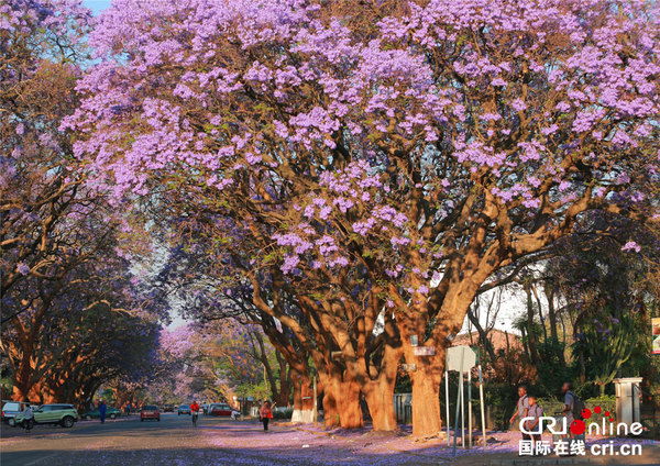 世界最美的花树之城哈拉雷(组图)_凤凰资讯