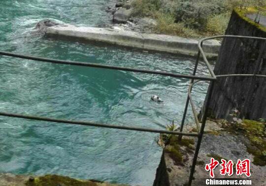 大熊猫落水。(手机拍摄) 钟欣摄