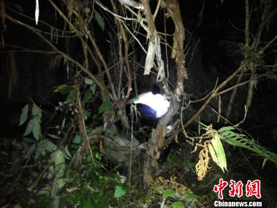 放归野外。(手机拍摄) 钟欣摄