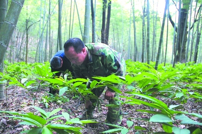 永安市双联笋竹农民专业合作社成员姜贤清正在林下中草药种植基地,给