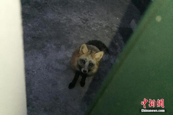资料图：狐狸。图片来源：视觉中国