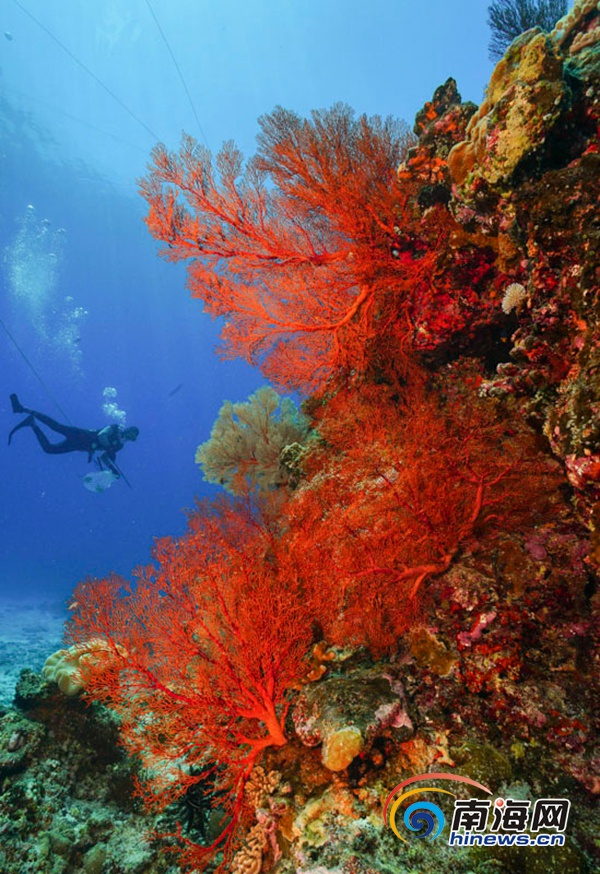 2016年9月20日,三沙市七連嶼海域,美妙的海底世界。楠忘攝