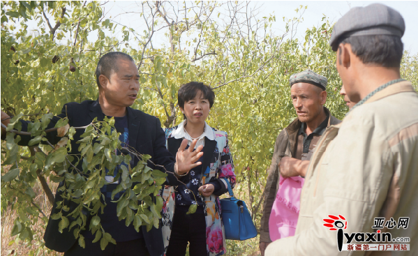 王荣华对几个兄弟种的红枣管理提出意见 图/库车零距离