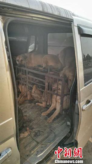 克己套索5秒偷狗昆明一窝点查获40余只被盗犬
