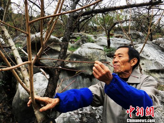 耗费30余年，昔蒲村才有了荒山变果林，石山成桃园的巨变。图为第一批石山上种桃林的龙永福。　杨云 摄