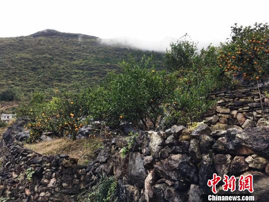 耗费30余年，昔蒲村才有了荒山变果林，石山成桃园的巨变。图为荒坡变果林。　杨云 摄