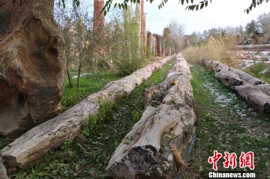 图为56米长硅化木（左一）。　耿丹丹　摄