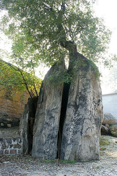 “石夹树”。图片来源于网络
