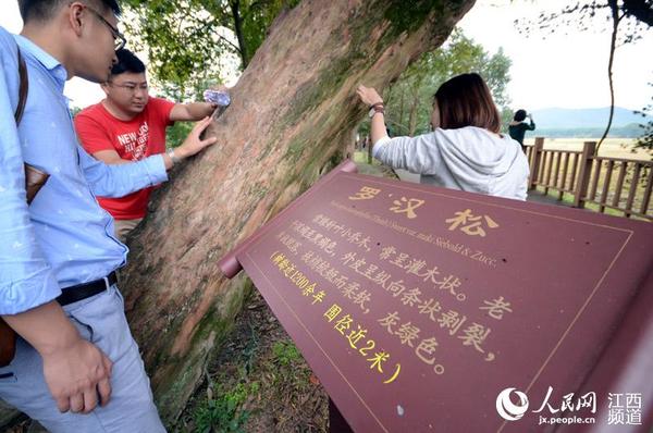 网媒记者和网络大V在宜丰县潭山镇洑溪村古树长廊采风