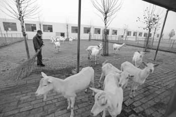 ◤王光民在打扫羊舍。