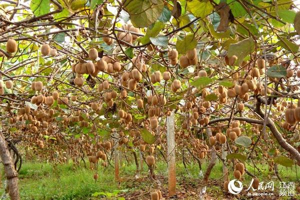 高清图:网媒记者品红心猕猴桃 网络大V欲借助
