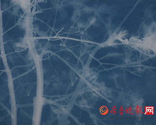 张大力 松树Pine(27)亚麻布蓝晒Cyanotype on canvas 122X152cm.2016.5.10