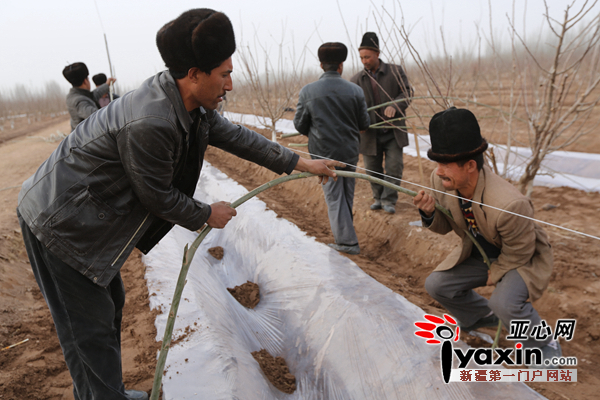 2月份，种植双膜拱棚伽师瓜