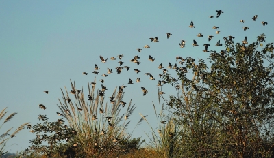 小城上空的鸟啼声