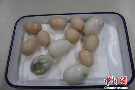 广东口岸从进境旅客携带生禽蛋中检出禽流感(