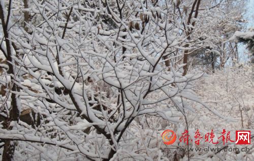 济南实拍：大雪降南山美爆眼球 大片来了！  齐鲁晚报 记者 周青先 摄