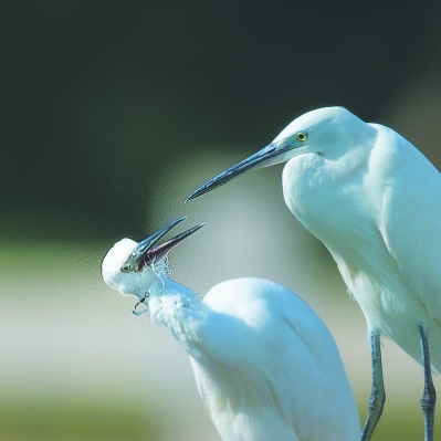 被鱼钩误伤的小白鹭（左）。