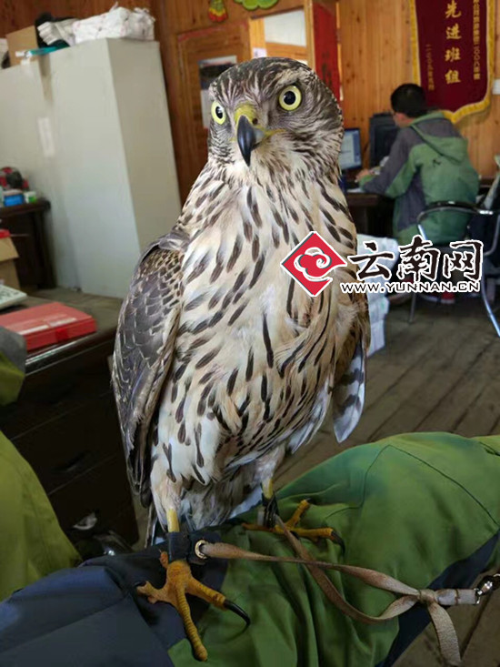 “大鸟”原是国家二级保护动物苍鹰