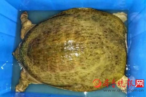 品味滋养饕餮美食·佰象岭牌山瑞鳖_凤凰资讯