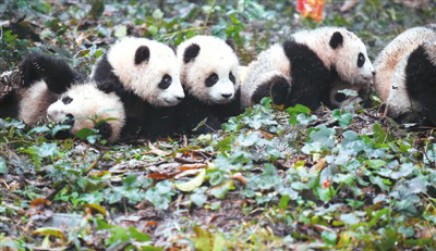 中国人工繁育大熊猫已达464只