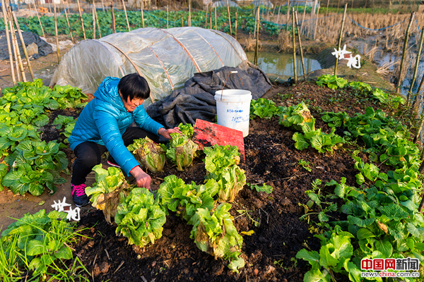 袁道荣正在收拾自家的菜地。