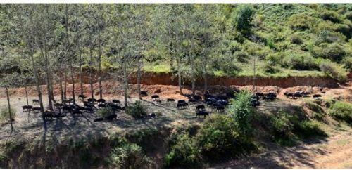 CCTV-7报道了乐农之家生态黑山猪O2O养殖项